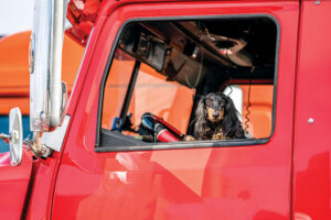 Dog in Truck