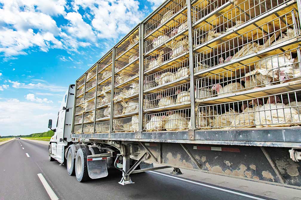 FMCSA No hoursofservice exemption for livestock haulers
