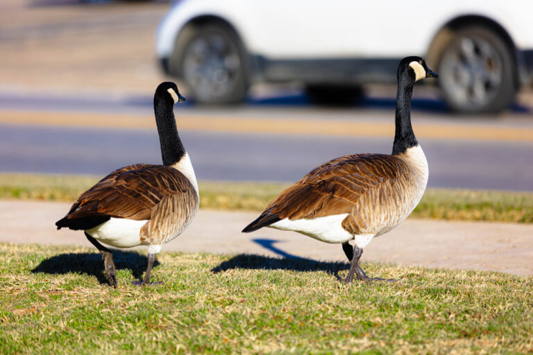 Six geese a strollin’: Gaggle stops traffic in Virginia