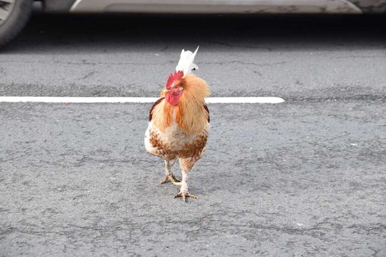 Chicken offal spill creates ‘fowl’ odor, highway treated and reopened