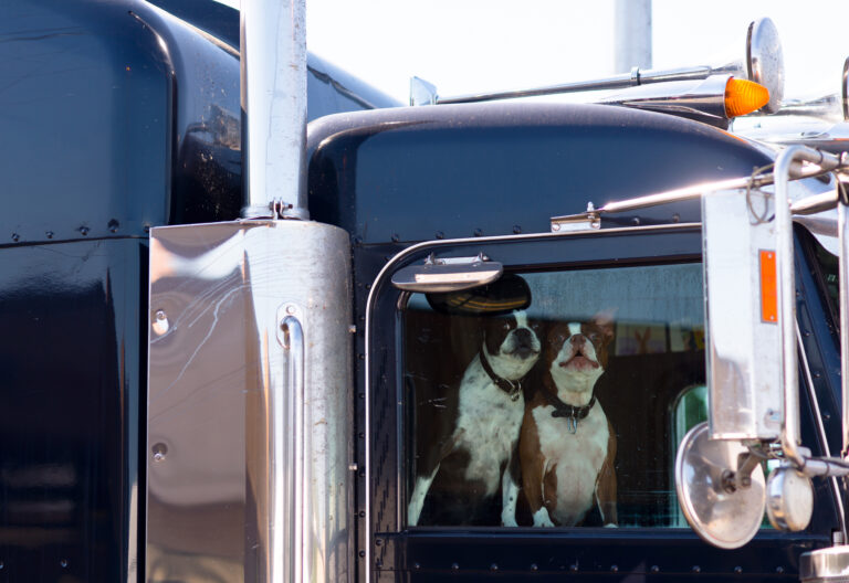 New CDC policy may affect crossborder drivers who travel with dogs