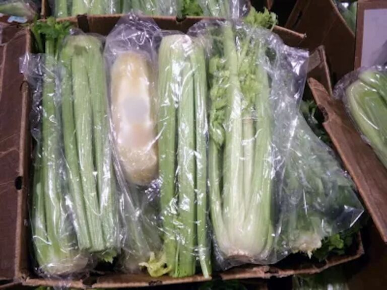 CBP finds more than 600 pounds of meth in tractor trailer’s celery load