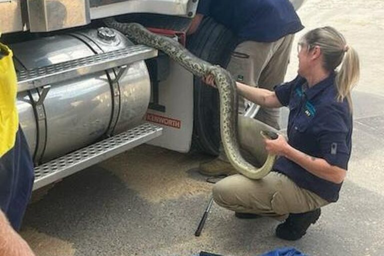 Driver finds 10-foot python during pre-trip check