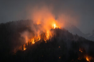 Forest wildfire at night