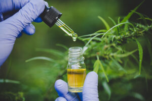 The hands of scientists dropping marijuana oil for experimentation and research, ecological hemp plant herbal pharmaceutical cbd oil from a jar.