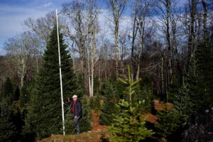 AP White House Xmas Tree web