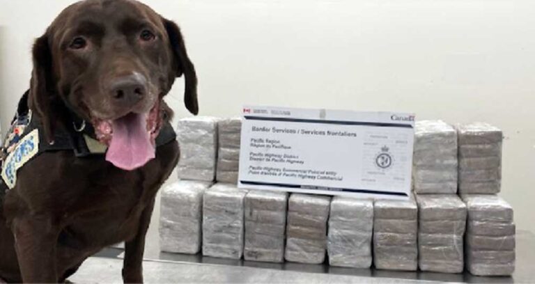 Canadian border officers seize more than $6.6M of cocaine at commercial ports of entry