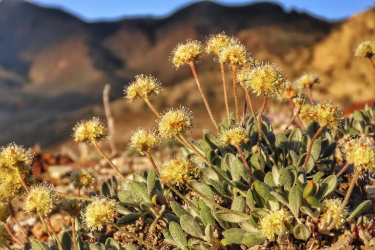 Nevada lithium mine will crush rare plant habitat US said is critical to its survival, lawsuit says