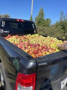 VC after harvest apples