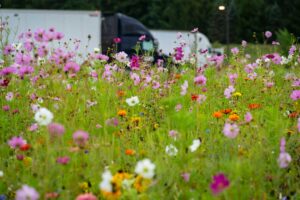 Wildflowers at Port Huron Center MDOT web