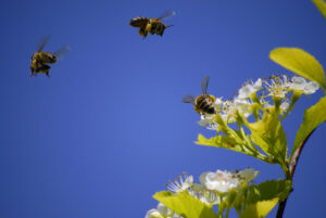 Honey Bees