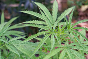 Fresh green cannabis plant in the garden.