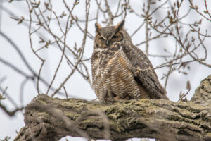 Great Horned owl perched