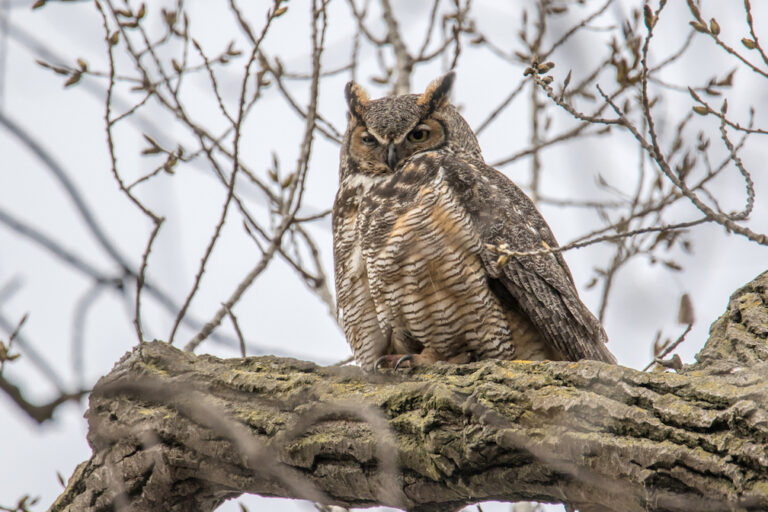 Tennessee Troopers rescue owl on I-81