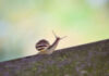 white lipped snail