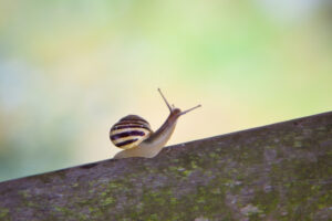 white lipped snail