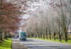 Dark green bonnet big rig semi truck transporting cargo in dry van semi trailer driving on the local city street road with spring blooming trees alley