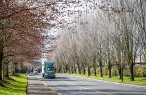 Dark green bonnet big rig semi truck transporting cargo in dry van semi trailer driving on the local city street road with spring blooming trees alley